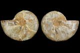 Cut & Polished, Agatized Ammonite Fossil- Jurassic #110770-1